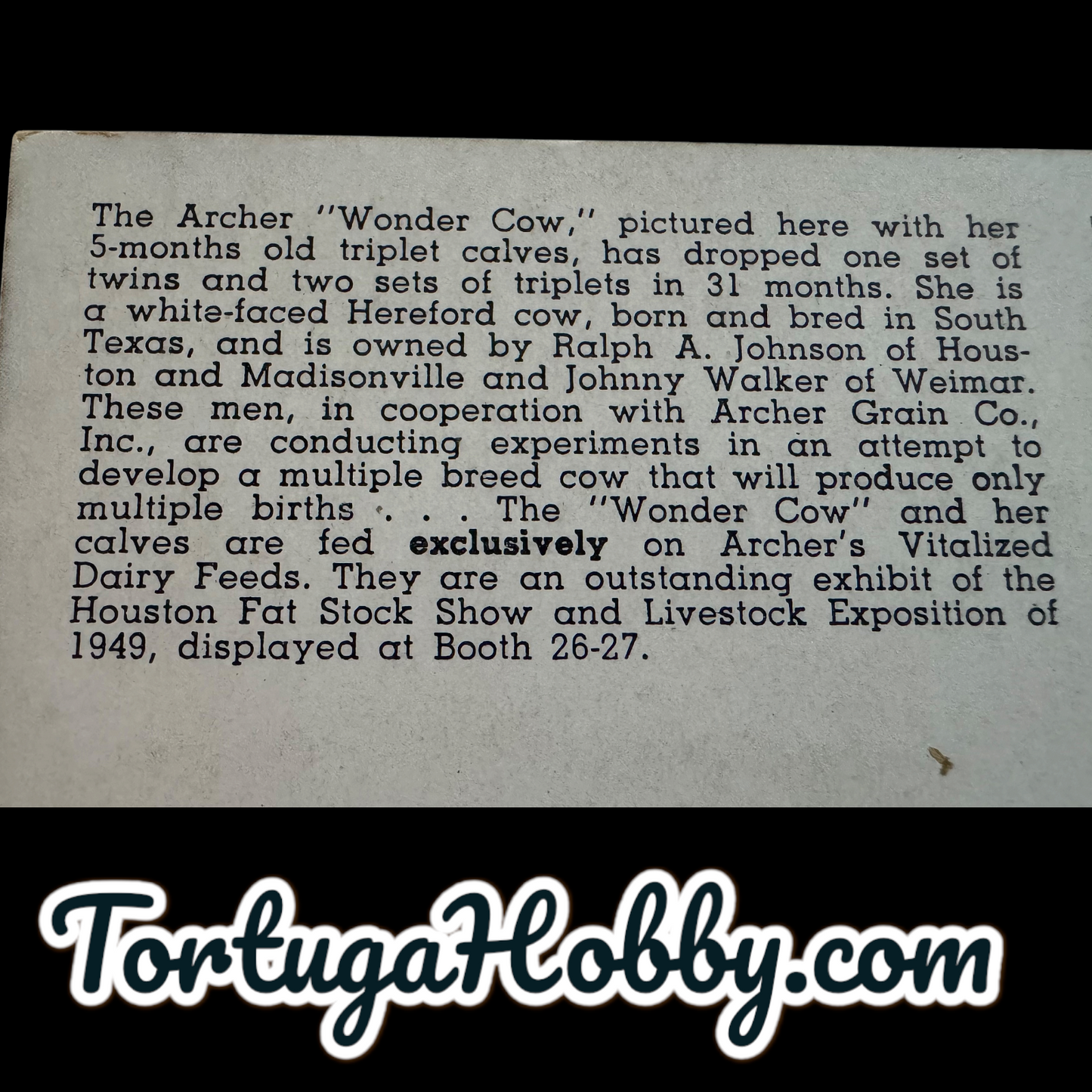 1945 - Archer Wonder Cow And The Triplet Calves Post Card