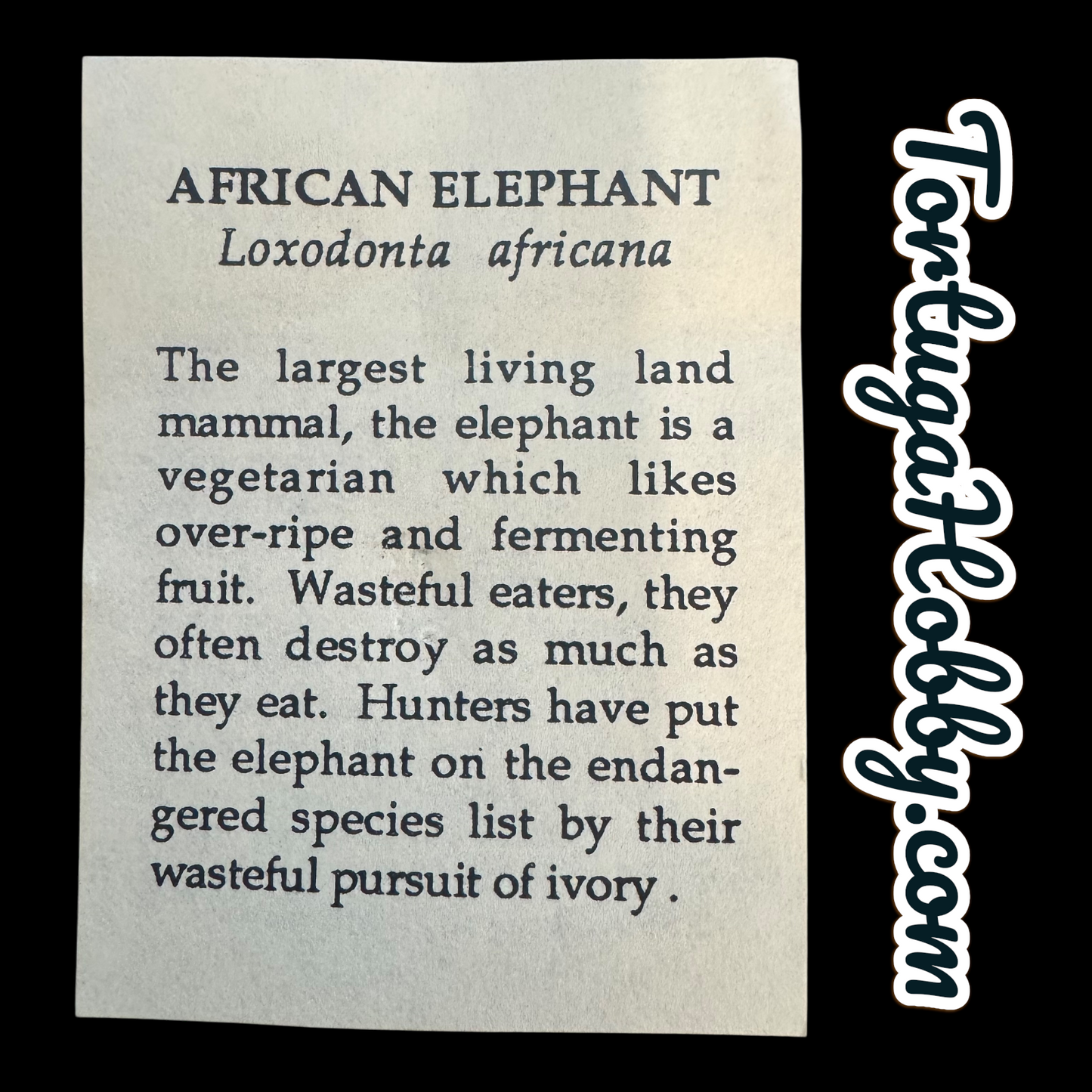 1989 - THE ELEPHANT PIN By William Spear Pin/Brooch