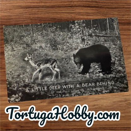 1938 - Little Deer with a Bear Behind - L.L. Cook Company Post Card