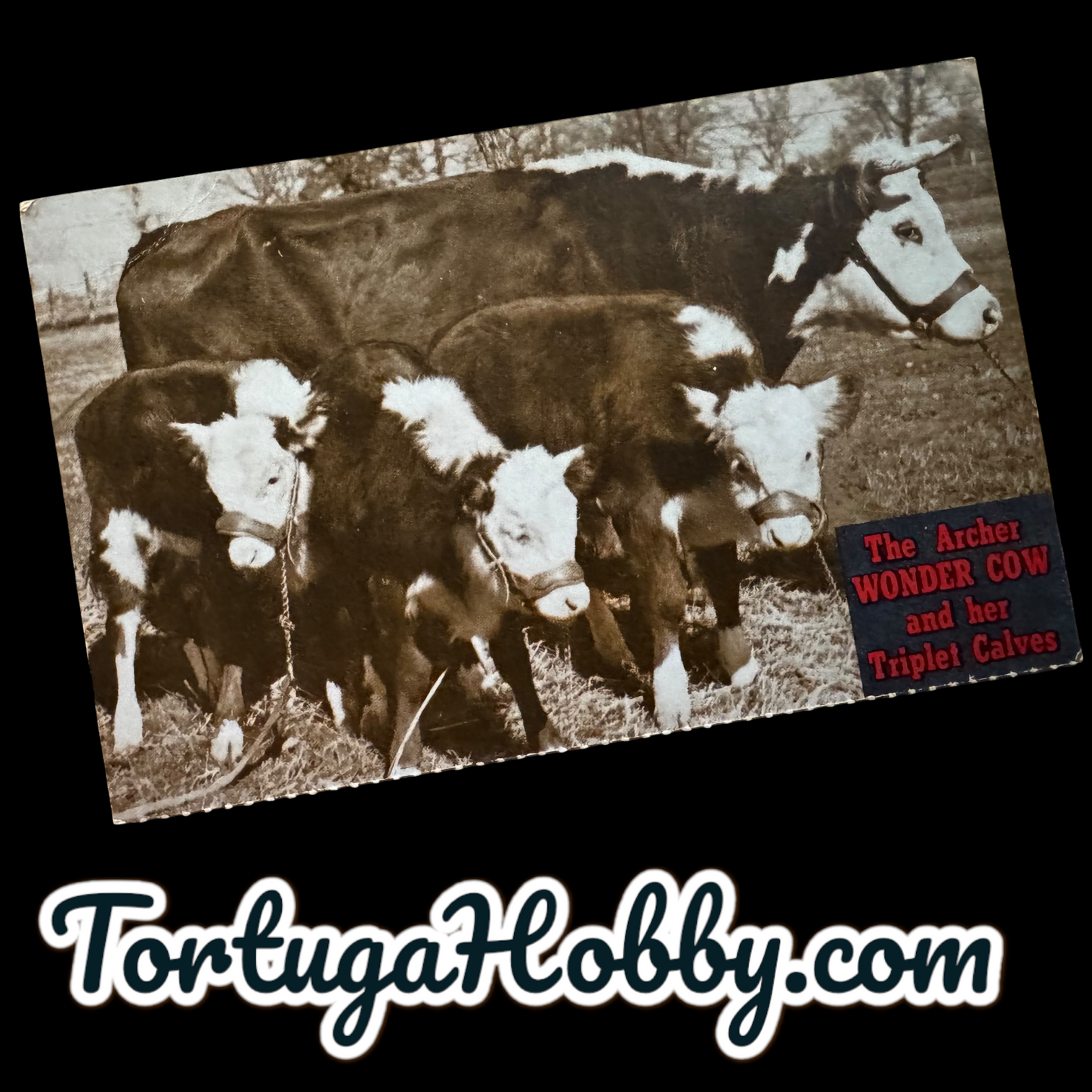 1945 - Archer Wonder Cow And The Triplet Calves Post Card