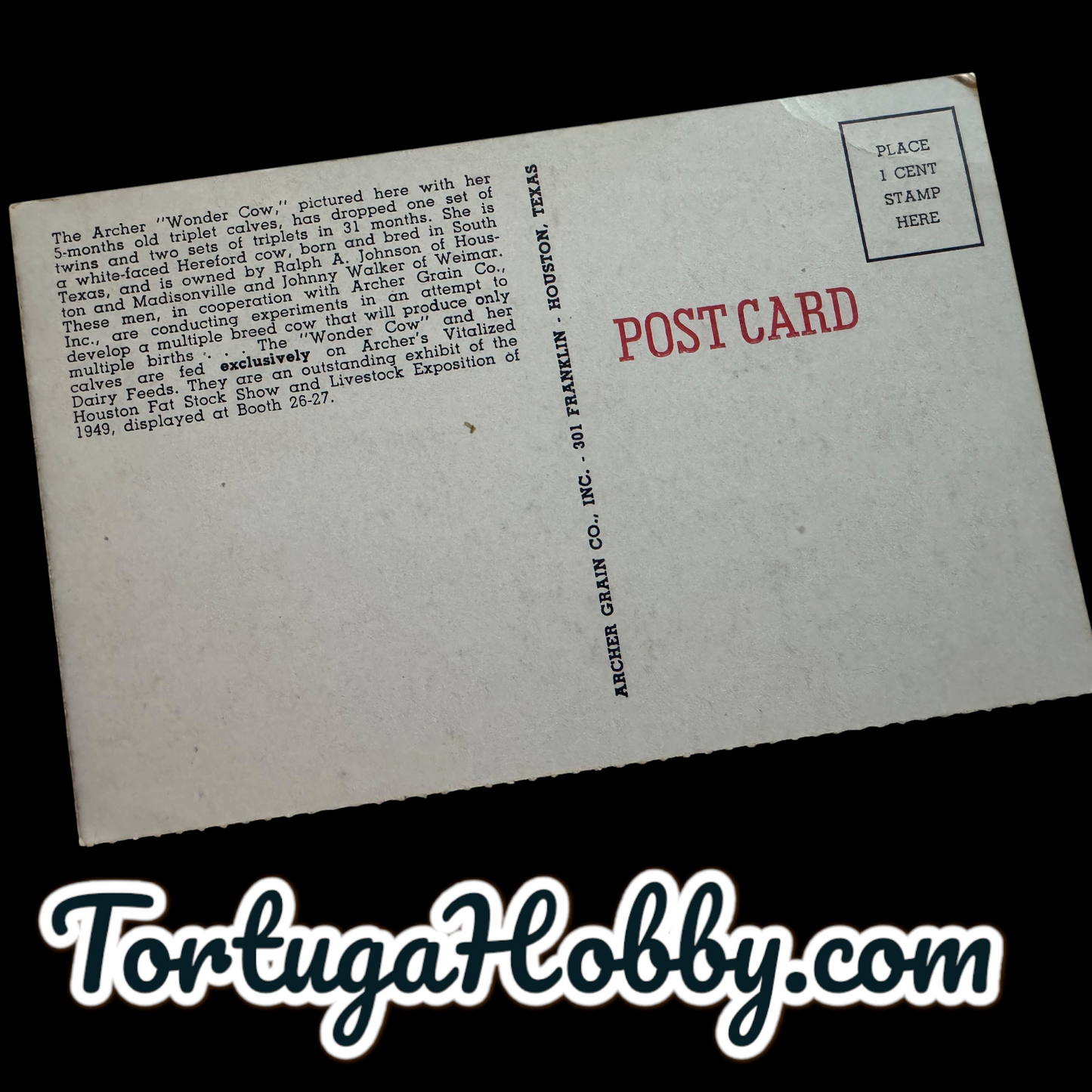 1945 - Archer Wonder Cow And The Triplet Calves Post Card