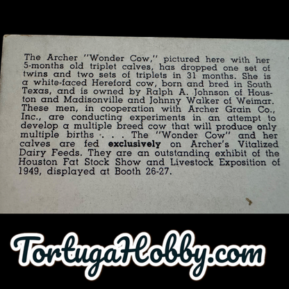 1945 - Archer Wonder Cow And The Triplet Calves Post Card